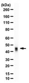 Anti-RAGE from rabbit, purified by affinity chromatography