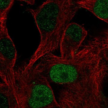 Anti-POU3F1 antibody produced in rabbit Prestige Antibodies&#174; Powered by Atlas Antibodies, affinity isolated antibody