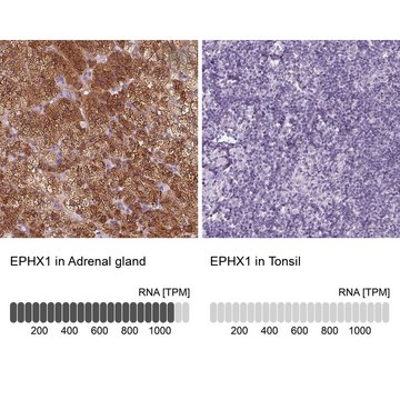 Anti-EPHX1 antibody produced in rabbit Prestige Antibodies&#174; Powered by Atlas Antibodies, affinity isolated antibody, buffered aqueous glycerol solution