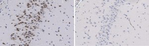Anti-NeuN Antibody, clone A60 ZooMAb&#174; Mouse Monoclonal recombinant, expressed in HEK 293 cells