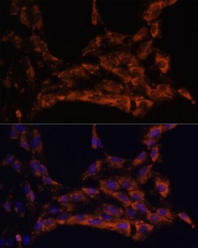 Anti-IL18 antibody produced in rabbit