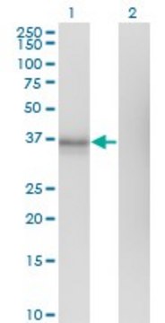 Monoclonal Anti-EDG1, (N-terminal) antibody produced in mouse clone 1F11, purified immunoglobulin, buffered aqueous solution