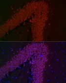 Anti-NeuN Antibody, clone 3M5M9, Rabbit Monoclonal