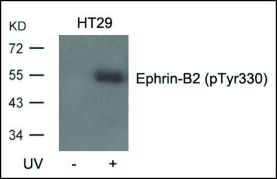 Anti-Ephrin-B2 (pTyr330) antibody produced in rabbit affinity isolated antibody