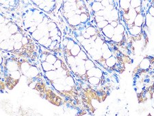 Anti-MUC2 antibody produced in rabbit