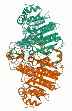 Amino-terminal Met-FLAG-BAP&#8482; Fusion Protein