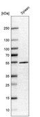 Anti-NETO2 antibody produced in rabbit Prestige Antibodies&#174; Powered by Atlas Antibodies, affinity isolated antibody, buffered aqueous glycerol solution
