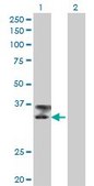 Monoclonal Anti-TTN antibody produced in mouse clone 6H5, purified immunoglobulin, buffered aqueous solution