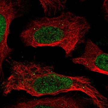 Anti-CREB5 antibody produced in rabbit Prestige Antibodies&#174; Powered by Atlas Antibodies, affinity isolated antibody