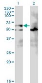 Monoclonal Anti-EIF2A antibody produced in mouse clone 3D5, purified immunoglobulin, buffered aqueous solution