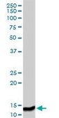 Anti-ISG15 antibody produced in rabbit purified immunoglobulin, buffered aqueous solution