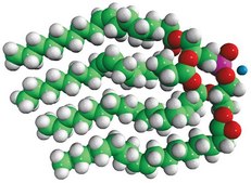 18:1 BDP (S,S) sn-[2,3-dioleoyl]-glycerol-1-phospho-sn-1&#8242;-[2&#8242;,3&#8242;-dioleoyl]-glycerol (ammonium salt), powder