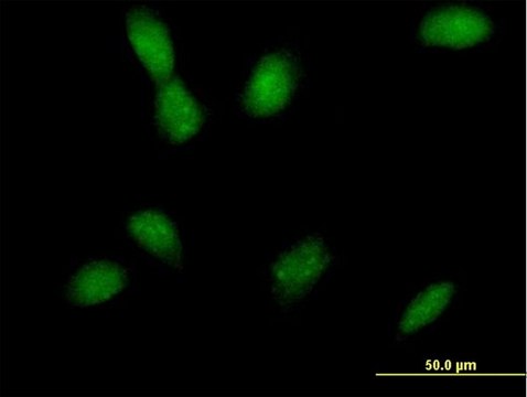 Anti-MAP2K4 antibody produced in mouse purified immunoglobulin, buffered aqueous solution
