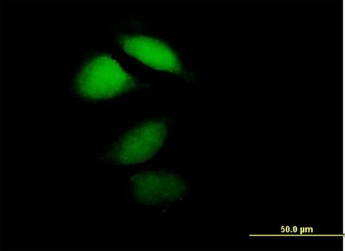Anti-HPCA antibody produced in mouse IgG fraction of antiserum, buffered aqueous solution