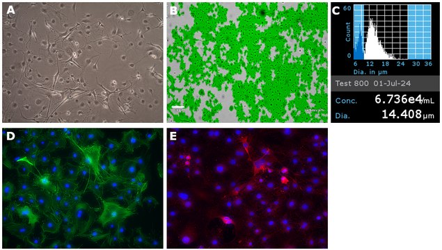 YUMM1.4 Mouse Melanoma Cell Line