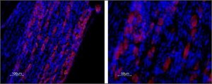 Anti-Calcium Channel CaV3.2 (&#945;1H) antibody produced in rabbit affinity isolated antibody, lyophilized powder
