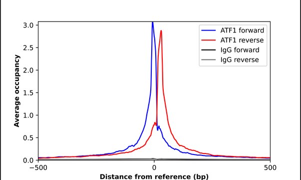 Anti-ATF1 antibody produced in rabbit Prestige Antibodies&#174; Powered by Atlas Antibodies, affinity isolated antibody