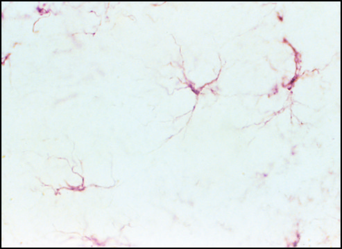 Mouse ExtrAvidin&#174; Peroxidase Staining Kit antibody produced in goat