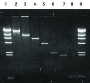 Agarose Gel DNA Extraction Kit kit of for up to 100 reactions