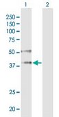 Monoclonal Anti-EIF2C2 antibody produced in mouse clone 2E12-1C9, purified immunoglobulin, buffered aqueous solution