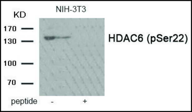 Anti-phospho-HDAC6 (pSer22) antibody produced in rabbit affinity isolated antibody