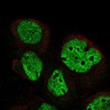 Anti-DLK2 antibody produced in rabbit Prestige Antibodies&#174; Powered by Atlas Antibodies, affinity isolated antibody, buffered aqueous glycerol solution