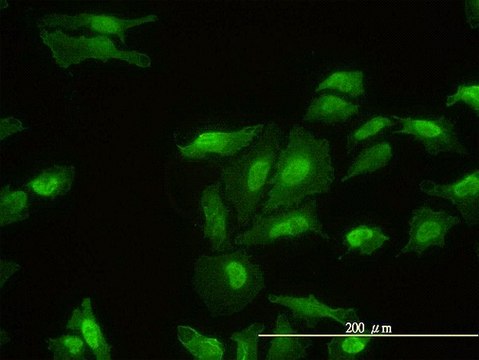 Monoclonal Anti-FHL2 antibody produced in mouse clone 2G3-1A5, purified immunoglobulin, buffered aqueous solution