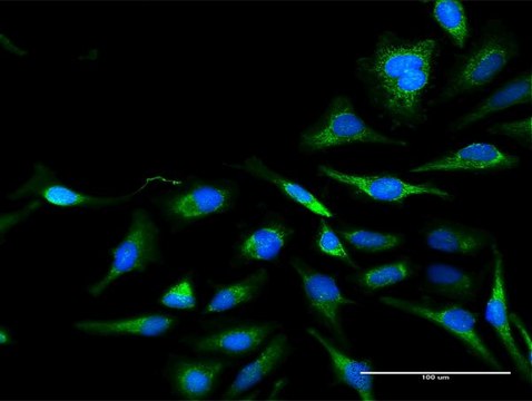 Anti-DLAT antibody produced in rabbit purified immunoglobulin, buffered aqueous solution