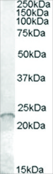 Anti-ASF1A/HSPC146 antibody produced in goat affinity isolated antibody, buffered aqueous solution