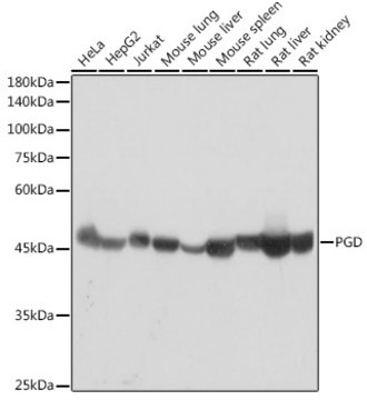 Anti-PGD Antibody, clone 9A2M7, Rabbit Monoclonal