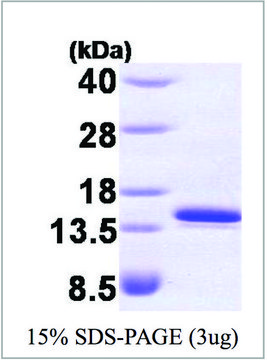 FKBP1a/FKBP12 human recombinant, expressed in E. coli, &#8805;95% (SDS-PAGE)