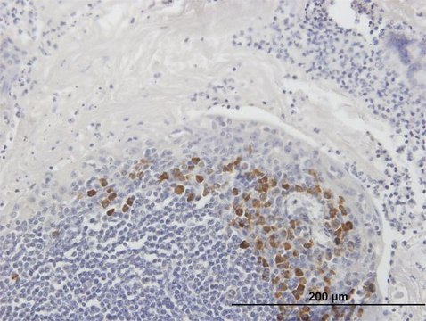 Anti-FAIM3 antibody produced in mouse purified immunoglobulin, buffered aqueous solution