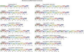 Membrane Scaffold Protein 1E2D1 recombinant, expressed in E. coli, buffered aqueous solution