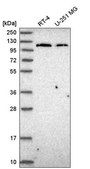 Anti-JAK2 antibody produced in rabbit Prestige Antibodies&#174; Powered by Atlas Antibodies, affinity isolated antibody