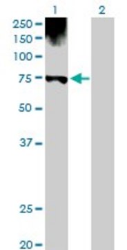 Anti-PGM1 antibody produced in rabbit purified immunoglobulin, buffered aqueous solution