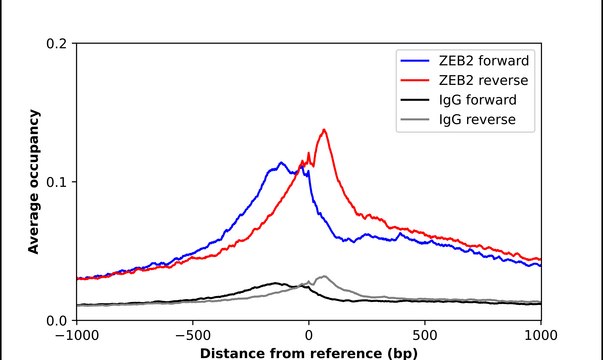 Anti-ZEB2 antibody produced in rabbit Prestige Antibodies&#174; Powered by Atlas Antibodies, affinity isolated antibody, buffered aqueous glycerol solution