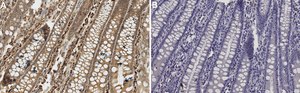 Anticorps anti-caspase-3, forme active (clivée) Chemicon&#174;, from rabbit