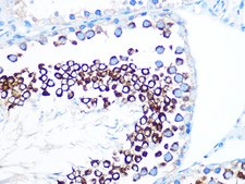 Anti-FMRP Antibody, clone 4Y8I5, Rabbit Monoclonal