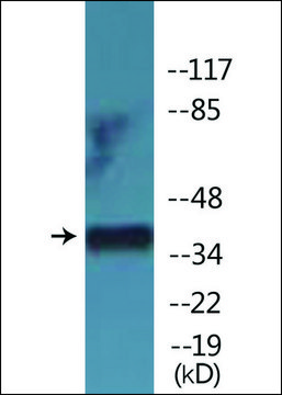 Anti-phospho-CDK7 (pThr170) antibody produced in rabbit affinity isolated antibody