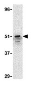 Anti-IRF7 Antibody from rabbit, purified by affinity chromatography