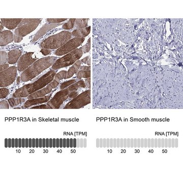 Anti-PPP1R3A antibody produced in rabbit Prestige Antibodies&#174; Powered by Atlas Antibodies, affinity isolated antibody, buffered aqueous glycerol solution