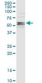 Monoclonal Anti-CFLAR antibody produced in mouse clone 2F12, purified immunoglobulin, buffered aqueous solution