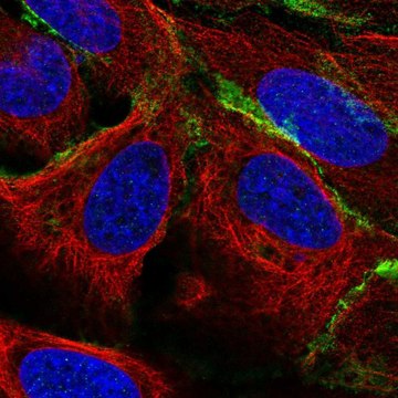 Anti-PTPRR antibody produced in rabbit Prestige Antibodies&#174; Powered by Atlas Antibodies, affinity isolated antibody