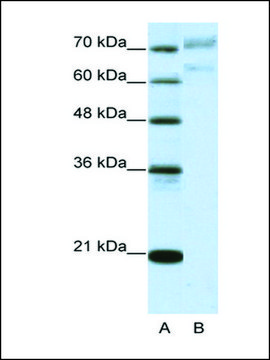 Anti-AATF (AB1) antibody produced in rabbit IgG fraction of antiserum