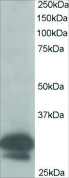 Anti-CAPZB antibody produced in goat affinity isolated antibody, buffered aqueous solution