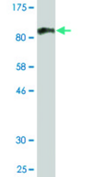 Monoclonal Anti-RARS antibody produced in mouse clone 1E9-2B5, ascites fluid