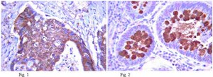 Anti-Frizzled-7 Antibody from rabbit, purified by affinity chromatography