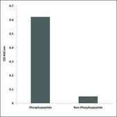 Anti-phospho-Trk B (pTyr705) antibody produced in rabbit affinity isolated antibody
