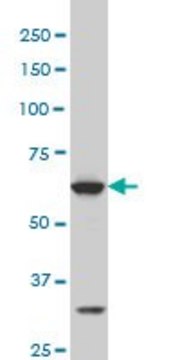 Monoclonal Anti-SREBF1 antibody produced in mouse clone 4C11, purified immunoglobulin, buffered aqueous solution