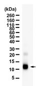 Anti-TGF-β1 Antibody, clone 4E3 ZooMAb&#174; Rabbit Monoclonal recombinant, expressed in HEK 293 cells